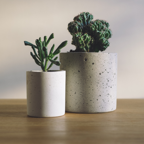 plant